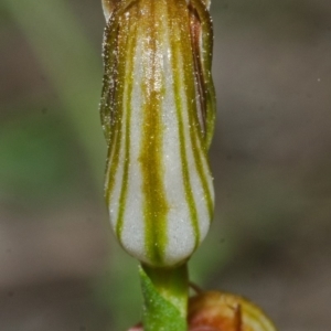 Pterostylis ventricosa at Saint Georges Basin, NSW - 17 May 2013