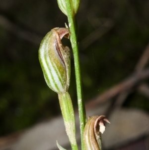 Pterostylis ventricosa at Yalwal, NSW - suppressed