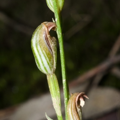 Pterostylis ventricosa at Yalwal, NSW - 3 Apr 2016 by AlanS