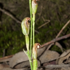 Pterostylis ventricosa at Yalwal, NSW - suppressed