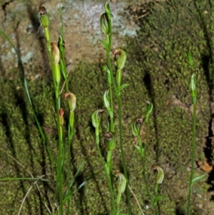 Pterostylis ventricosa at Falls Creek, NSW - suppressed