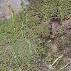 Pterostylis ventricosa at Falls Creek, NSW - suppressed