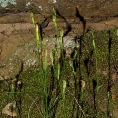 Pterostylis ventricosa at Falls Creek, NSW - suppressed