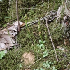 Pterostylis ventricosa at Falls Creek, NSW - suppressed
