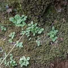 Pterostylis ventricosa at Falls Creek, NSW - suppressed