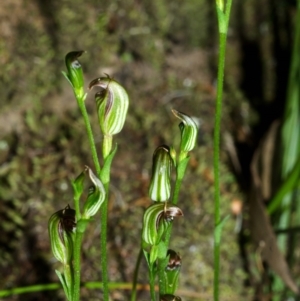 Pterostylis ventricosa at Falls Creek, NSW - 21 Apr 2016