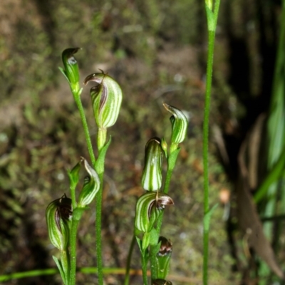 Pterostylis ventricosa at Falls Creek, NSW - 21 Apr 2016 by AlanS