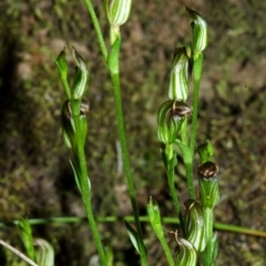 Pterostylis ventricosa at Falls Creek, NSW - 21 Apr 2016