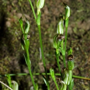 Pterostylis ventricosa at Falls Creek, NSW - suppressed