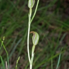 Pterostylis ventricosa at Saint Georges Basin, NSW - 18 Mar 2012 by AlanS
