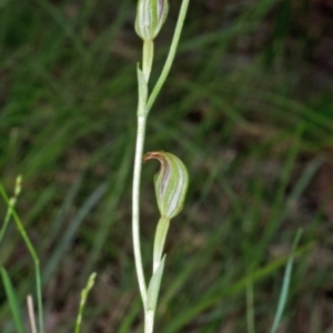 Pterostylis ventricosa at Saint Georges Basin, NSW - suppressed