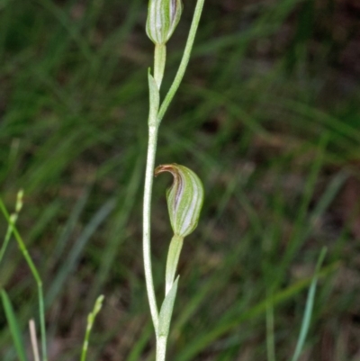 Pterostylis ventricosa at Saint Georges Basin, NSW - 18 Mar 2012 by AlanS