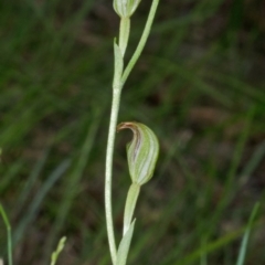 Pterostylis ventricosa at Saint Georges Basin, NSW - suppressed