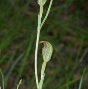 Pterostylis ventricosa at Saint Georges Basin, NSW - 19 Mar 2012