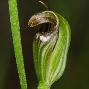 Pterostylis ventricosa at Saint Georges Basin, NSW - suppressed