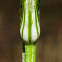 Pterostylis ventricosa at Saint Georges Basin, NSW - suppressed