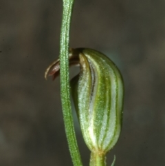 Pterostylis ventricosa at Falls Creek, NSW - suppressed