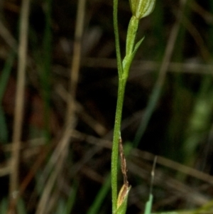 Pterostylis ventricosa at Falls Creek, NSW - suppressed