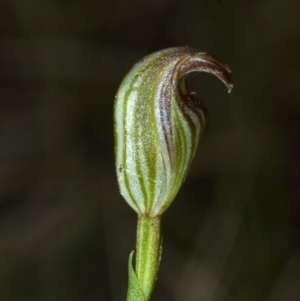 Pterostylis ventricosa at Saint Georges Basin, NSW - suppressed