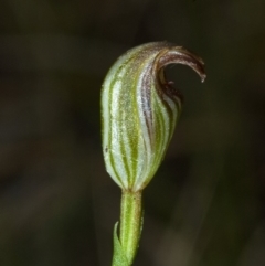 Pterostylis ventricosa at Saint Georges Basin, NSW - 29 Apr 2009 by AlanS