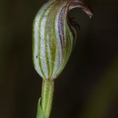 Pterostylis ventricosa at Saint Georges Basin, NSW - 30 Apr 2009