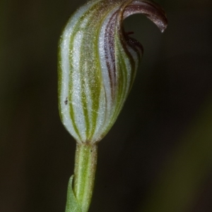 Pterostylis ventricosa at Saint Georges Basin, NSW - suppressed