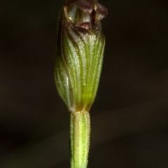 Pterostylis ventricosa at Saint Georges Basin, NSW - suppressed