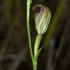 Pterostylis ventricosa at Saint Georges Basin, NSW - 30 Apr 2009