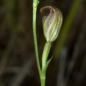 Pterostylis ventricosa at Saint Georges Basin, NSW - suppressed