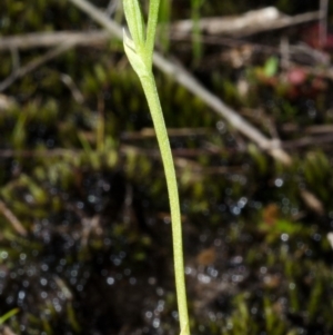 Pterostylis vernalis at West Nowra, NSW - suppressed