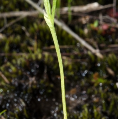 Pterostylis vernalis at West Nowra, NSW - 25 Aug 2013 by AlanS