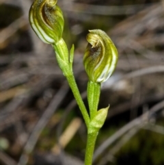 Pterostylis vernalis at West Nowra, NSW - suppressed