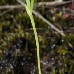 Pterostylis vernalis at West Nowra, NSW - 26 Aug 2013