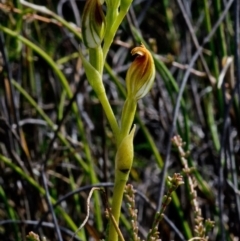 Pterostylis vernalis at West Nowra, NSW - suppressed