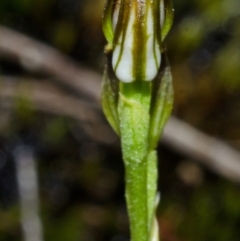 Pterostylis vernalis at West Nowra, NSW - suppressed