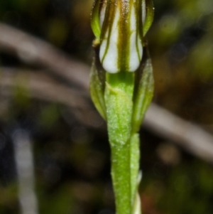 Pterostylis vernalis at West Nowra, NSW - suppressed