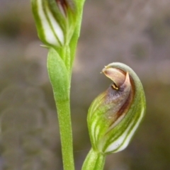 Speculantha parviflora (Tiny Greenhood) at West Nowra, NSW - 16 Nov 2004 by AlanS