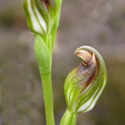Pterostylis parviflora (Tiny Greenhood) at West Nowra, NSW - 15 Nov 2004 by AlanS