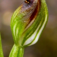 Speculantha parviflora at West Nowra, NSW - suppressed