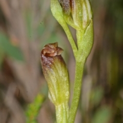 Pterostylis vernalis at West Nowra, NSW - 29 Sep 2013 by AlanS