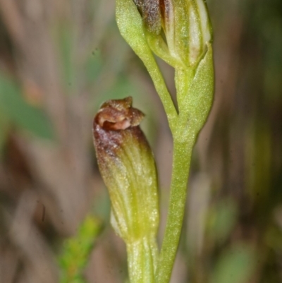 Pterostylis vernalis at West Nowra, NSW - 29 Sep 2013 by AlanS