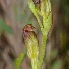 Pterostylis vernalis at West Nowra, NSW - 28 Sep 2013 by AlanS