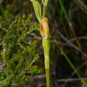 Pterostylis vernalis at West Nowra, NSW - 29 Sep 2013