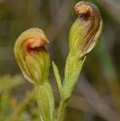 Pterostylis vernalis at West Nowra, NSW - suppressed