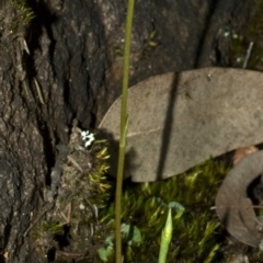 Pterostylis vernalis at West Nowra, NSW - 19 Aug 2010 by AlanS