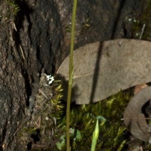 Pterostylis vernalis at West Nowra, NSW - suppressed