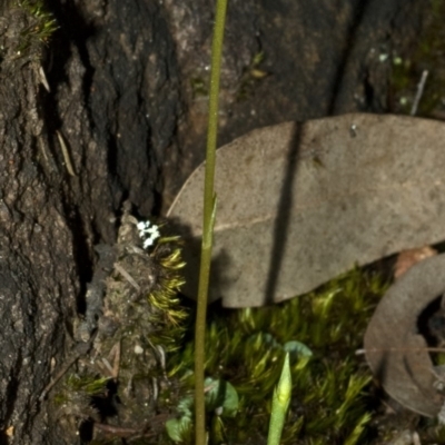 Pterostylis vernalis at West Nowra, NSW - 20 Aug 2010 by AlanS