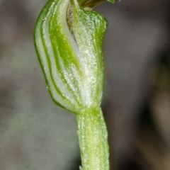 Pterostylis vernalis at West Nowra, NSW - suppressed