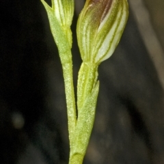 Pterostylis vernalis at West Nowra, NSW - 20 Aug 2010