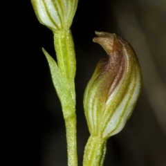 Pterostylis vernalis at West Nowra, NSW - suppressed